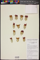 Cylindropuntia alcahes subsp. mcgillii image