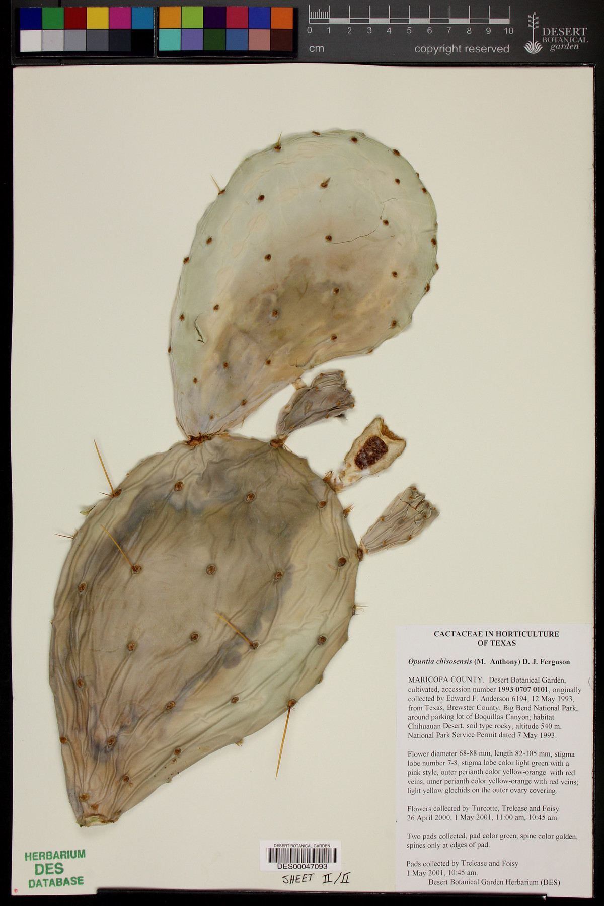 Opuntia chisosensis image