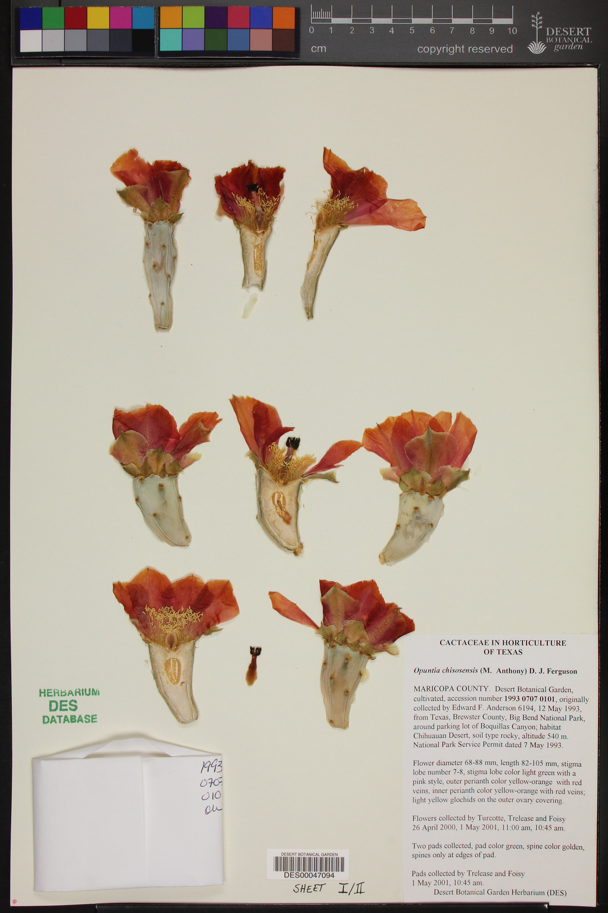 Opuntia chisosensis image