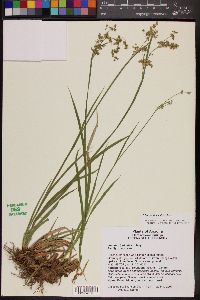 Juncus xiphioides image