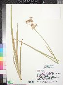 Juncus xiphioides image