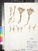 Image of Agave × glomeruliflora