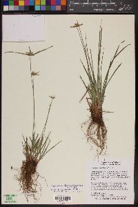 Cyperus pallidicolor image