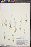 Draba cuneifolia image