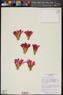 Image of Echinocereus viereckii