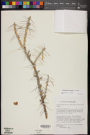 Cylindropuntia leptocaulis image