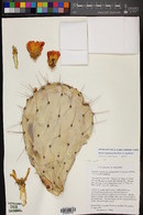 Opuntia engelmannii image