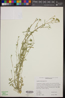 Lepidium lasiocarpum image