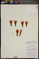 Eriosyce subgibbosa image