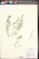 Acmispon maritimus var. brevivexillus image