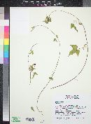 Ipomoea purpurea image