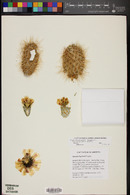 Cylindropuntia bigelovii image