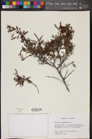 Calliandra eriophylla image