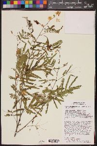 Image of Acacia hirta