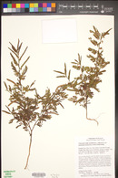 Chamaecrista nictitans var. mensalis image