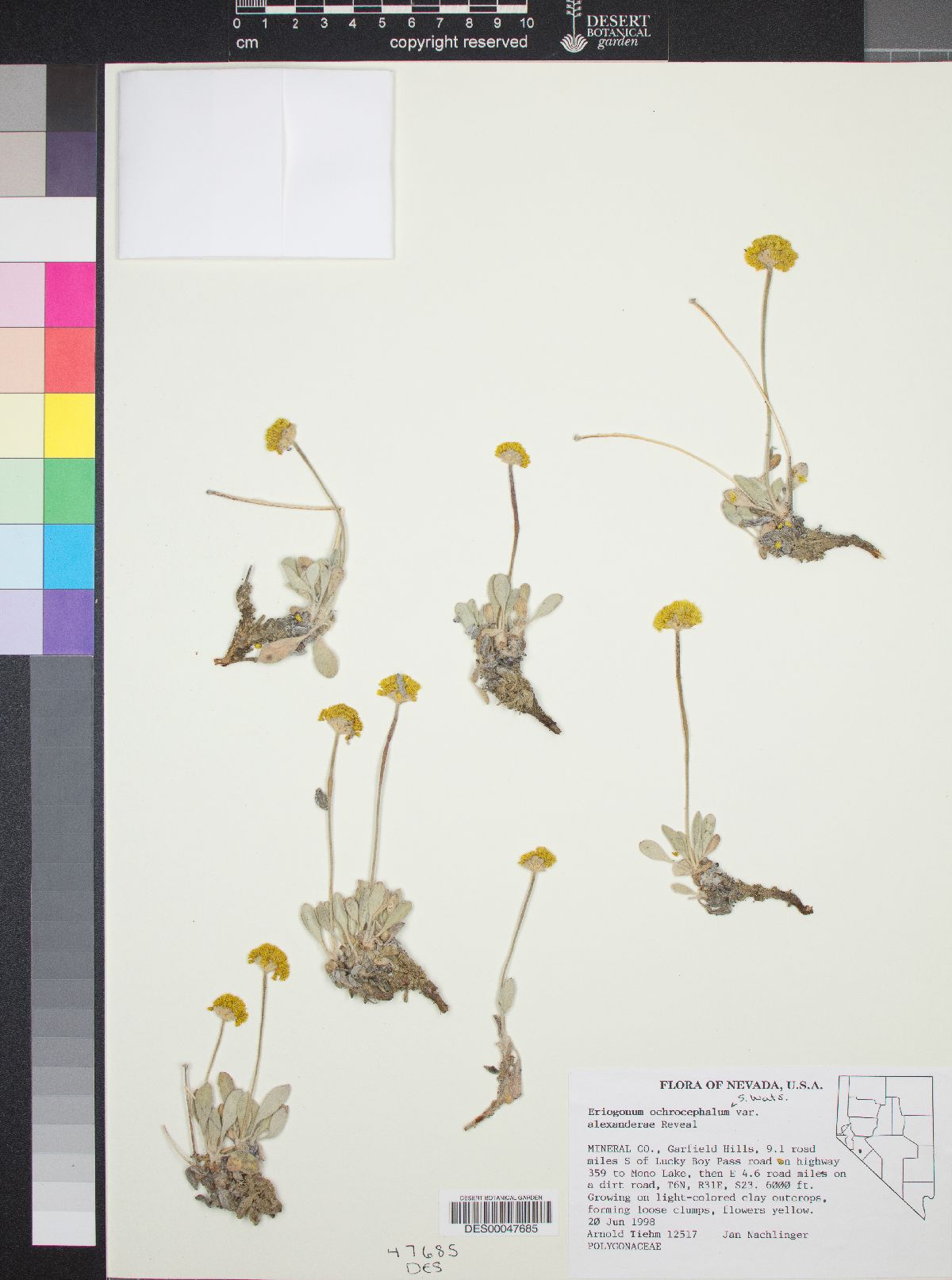 Eriogonum ochrocephalum var. alexandrae image