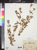 Eriogonum abertianum image