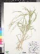 Eriochloa lemmonii image