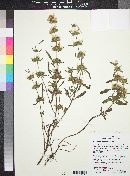 Monarda citriodora image