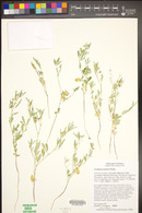 Crotalaria pumila image