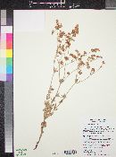 Eriogonum abertianum image