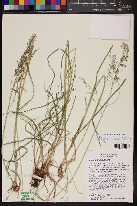 Zuloagaea bulbosa image