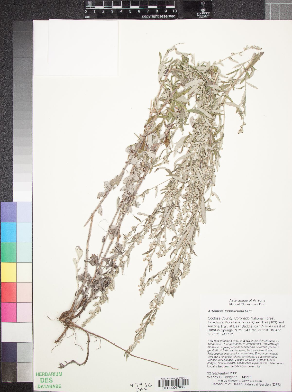 Artemisia ludoviciana subsp. redolens image