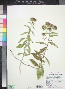 Stevia plummerae var. plummerae image