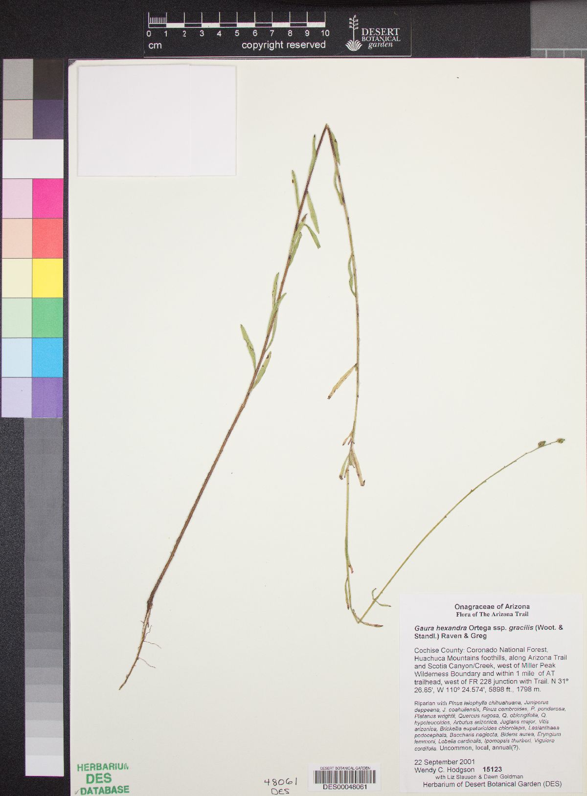 Gaura hexandra subsp. gracilis image