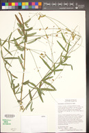 Desmodium arizonicum image