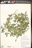 Desmodium batocaulon image