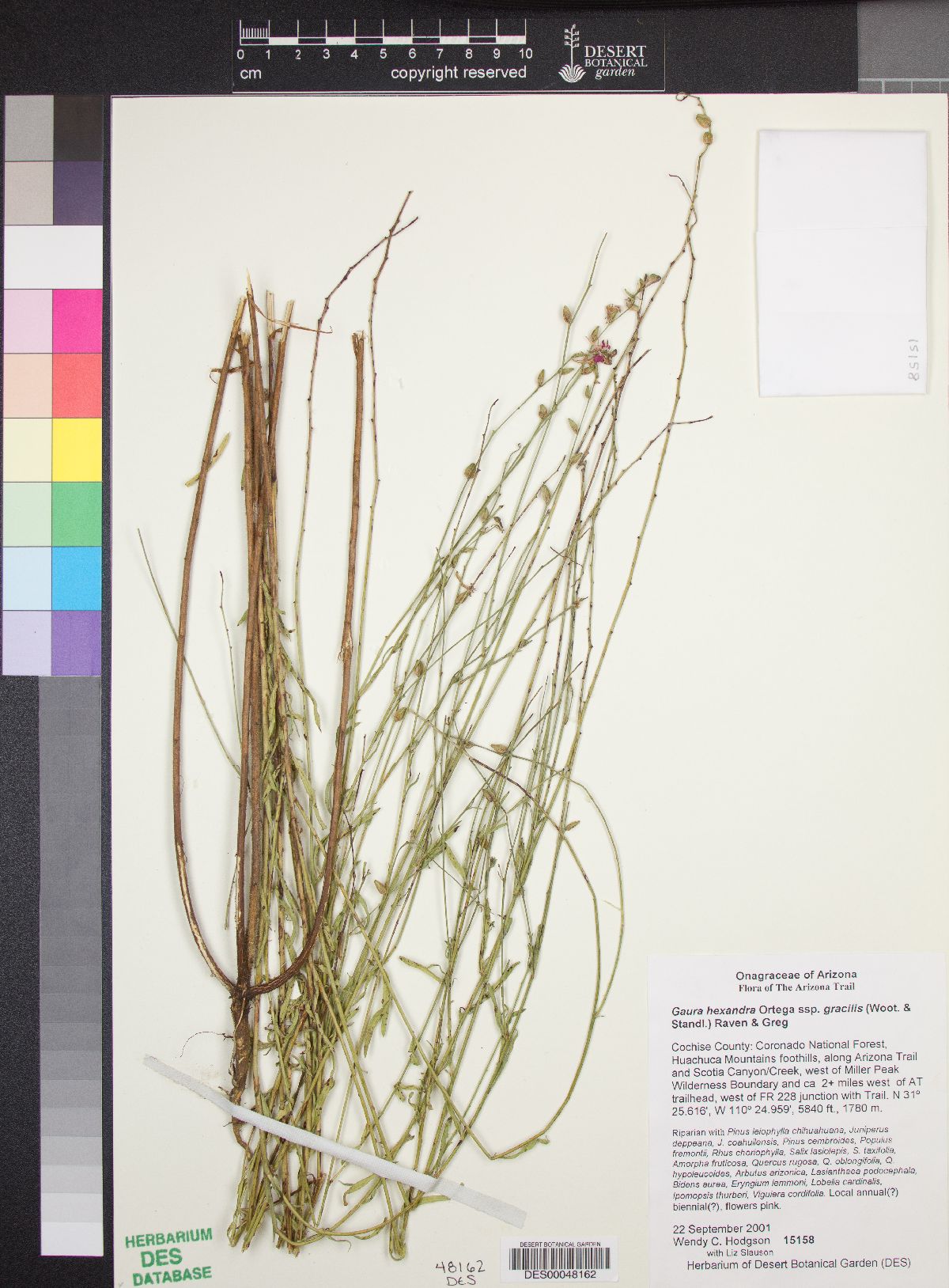 Gaura hexandra subsp. gracilis image