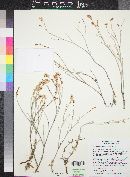 Eriogonum wrightii image