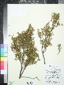 Juniperus scopulorum image