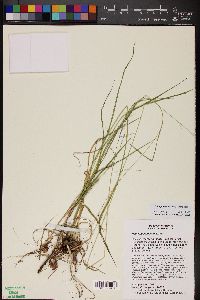 Zuloagaea bulbosa image