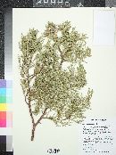 Juniperus deppeana image