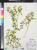 Celtis reticulata image