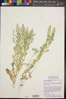 Lepidium densiflorum var. ramosum image