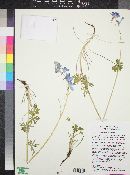 Delphinium parishii subsp. parishii image