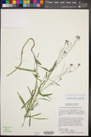 Hesperidanthus linearifolius image