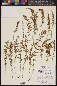 Woodsia phillipsii image