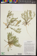 Lepidium lasiocarpum image