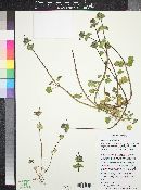 Lamium amplexicaule image