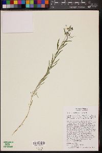 Linum lewisii image