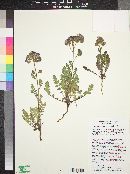 Phacelia crenulata image