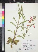 Penstemon barbatus image