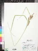 Carex thurberi image