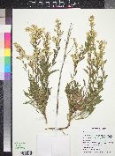 Solidago velutina image