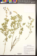 Lupinus hillii var. osterhoutianus image