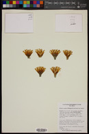 Eriosyce napina subsp. napina image